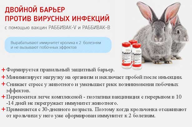 Прививки кроликам :какие и когда делать