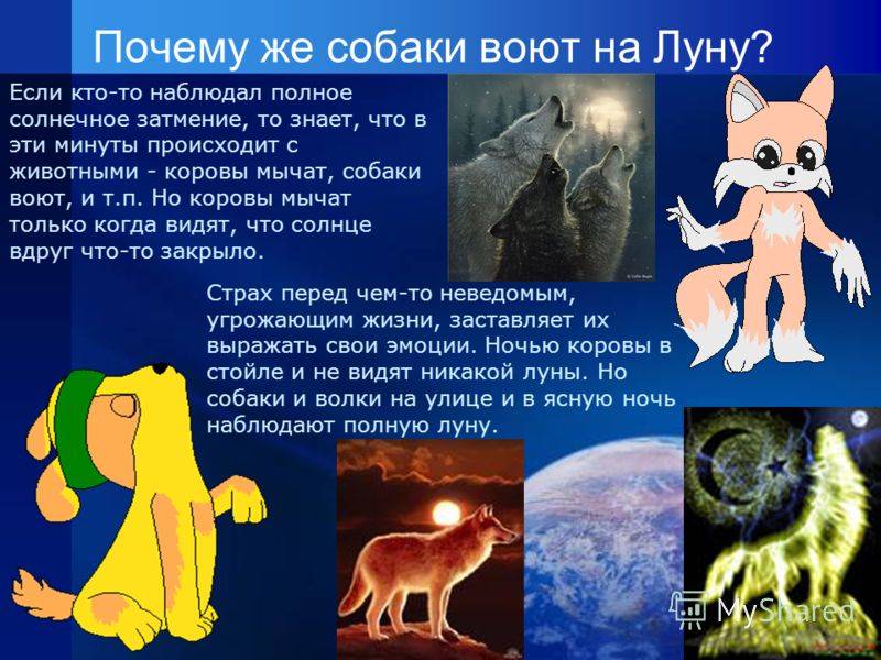 Как самостоятельно отучить собаку выть в отсутствие хозяев: что делать хозяину
