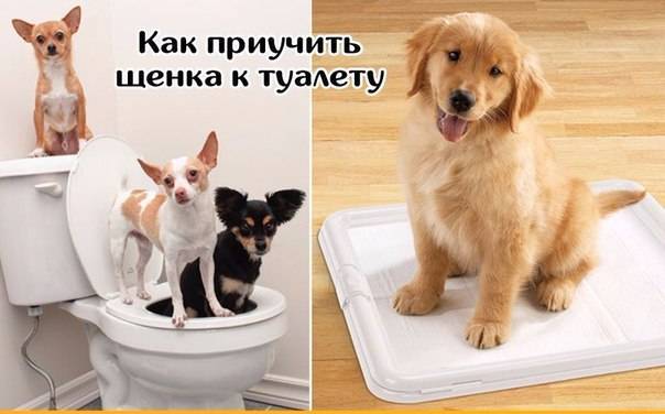 Как приучить щенка или взрослую собаку к туалету на улице