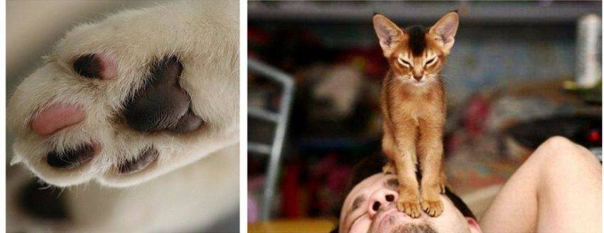 Кошачий «массаж». почему коты любят топтать лапками?