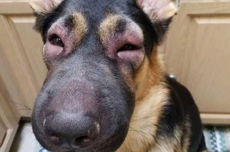 Что делать, если собаку укусила пчела