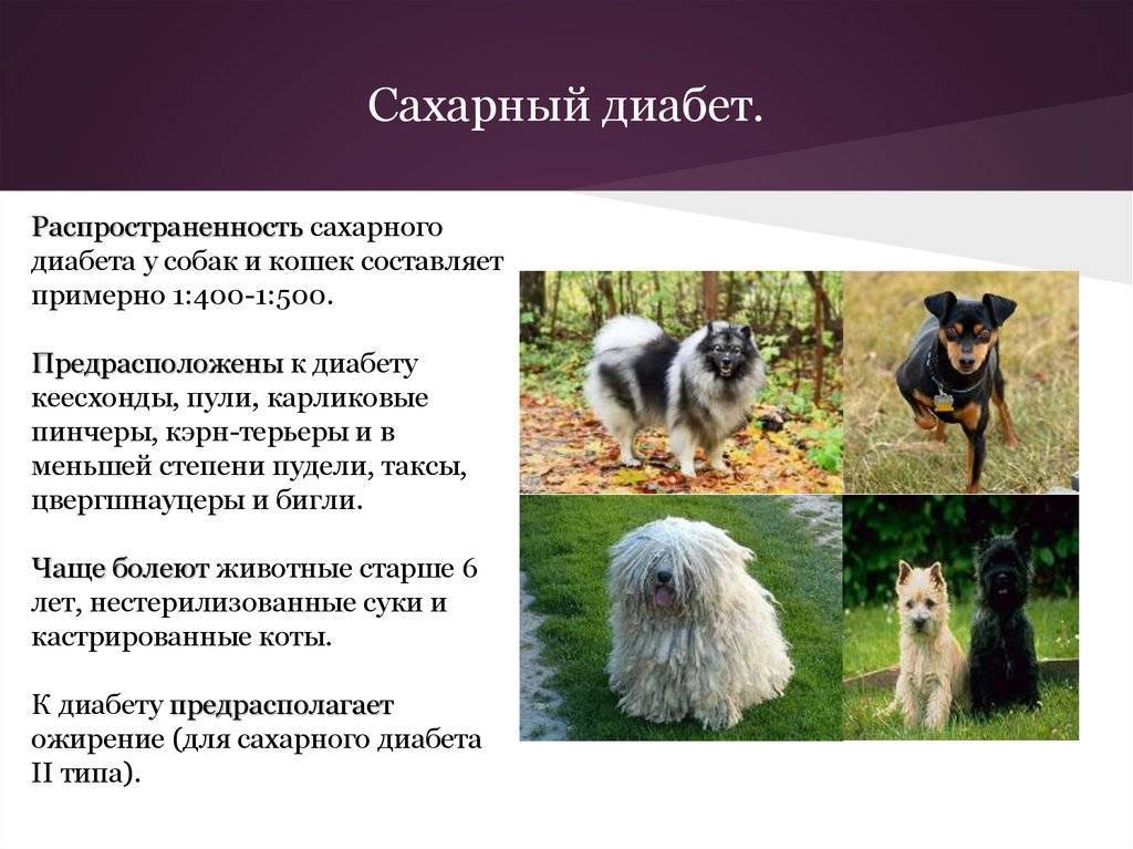 Сахарный диабет у собак: симптомы и лечение, диагностика и уход за больным псом - kotiko.ru