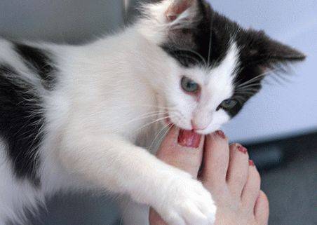Укус кошки - опасно это или нет и первая помощь при укусе! | caticat.ru