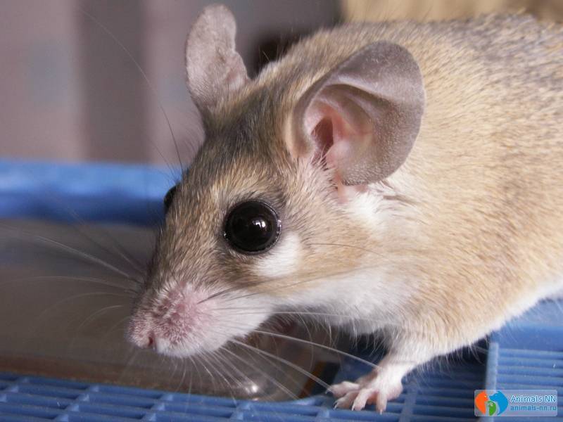 Акомис - иглистая мышь.  мир животных