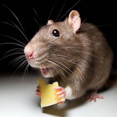 Поведение крыс: почему грызун прыгает, грызет клетку, скрипит и стучит зубами - kotiko.ru