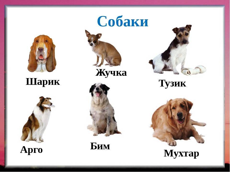 Клички и имена для собак мальчиков: легкие и красивые