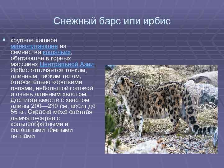 Самые большие хищные дикие кошки мира