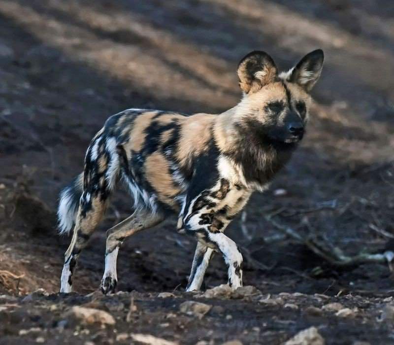 Кто такие африканские гиеновидные собаки и как они выглядят: содержание дома
