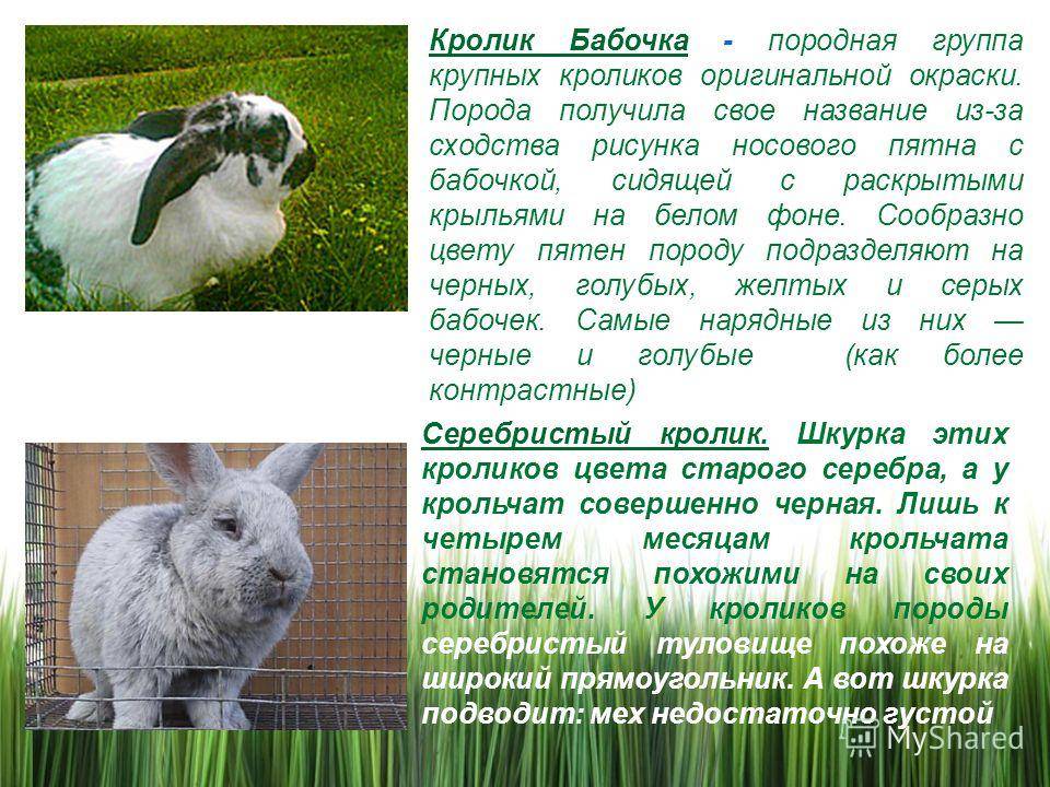Описание и характеристика кроликов ангорской породы, правила содержания