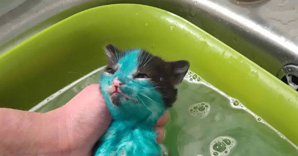 Можно ли мыть котенка: новорожденного, маленького, в 1, 2, 3 месяца, дегтярным, детским или хозяйственным мылом?