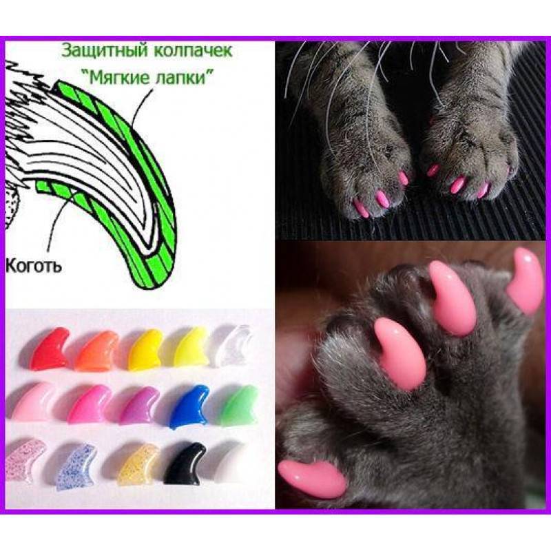 Антицарапки для кошек (колпачки на когти): когда применять, плюсы и минусы, как снимать и выбрать размер