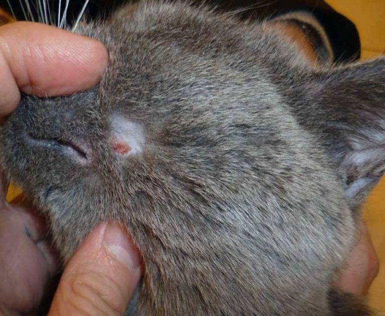 Язва у кошки (язва якобса): виды, симптомы, лечение, профилактика