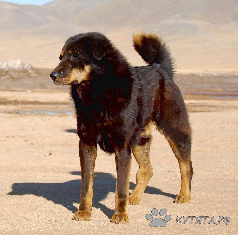 Монгольская овчарка