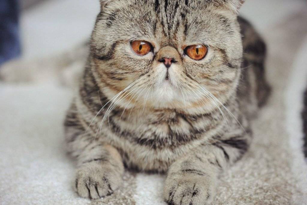 Кот с большими глазами: породы и особенности