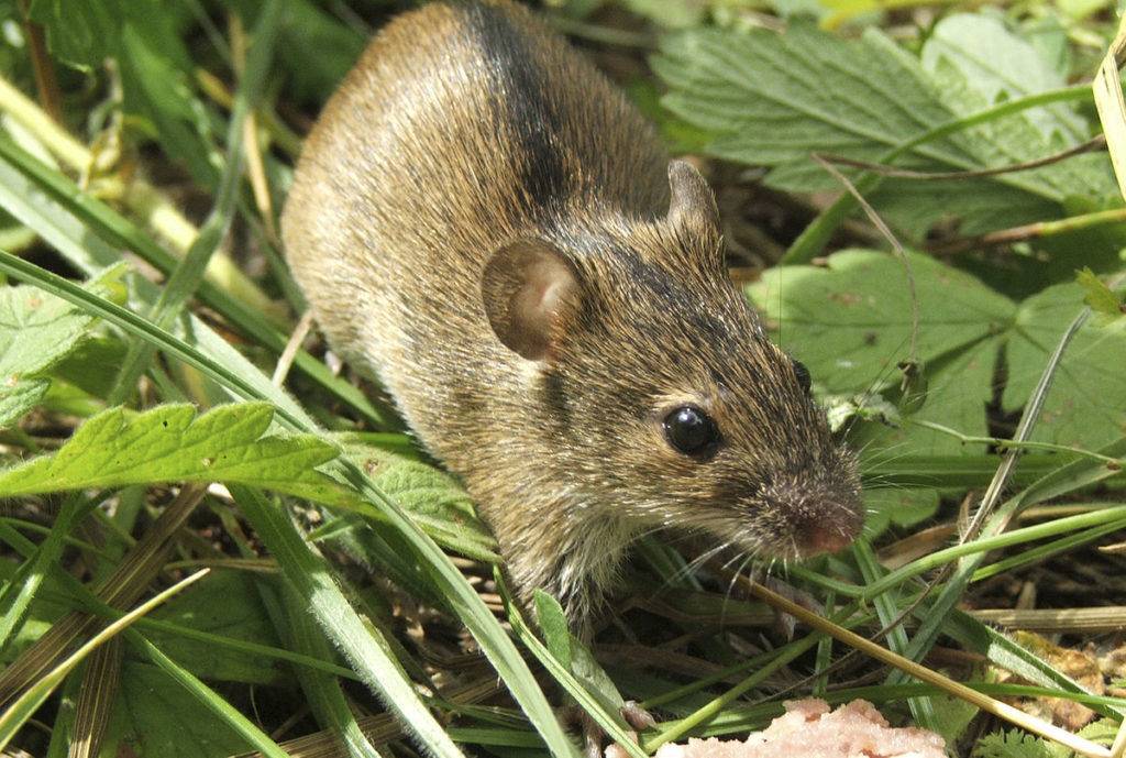 Полевая мышь (полевка): описание, чем питается мышь и как выглядят, фото