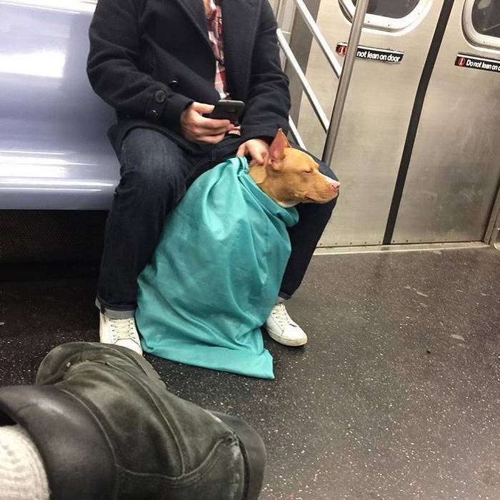 ᐉ правила провоза собаки в метро - ➡ motildazoo.ru