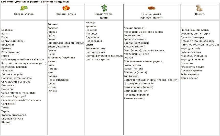 [новое исследование] чем нельзя кормить морскую свинку: список продуктов и напитков