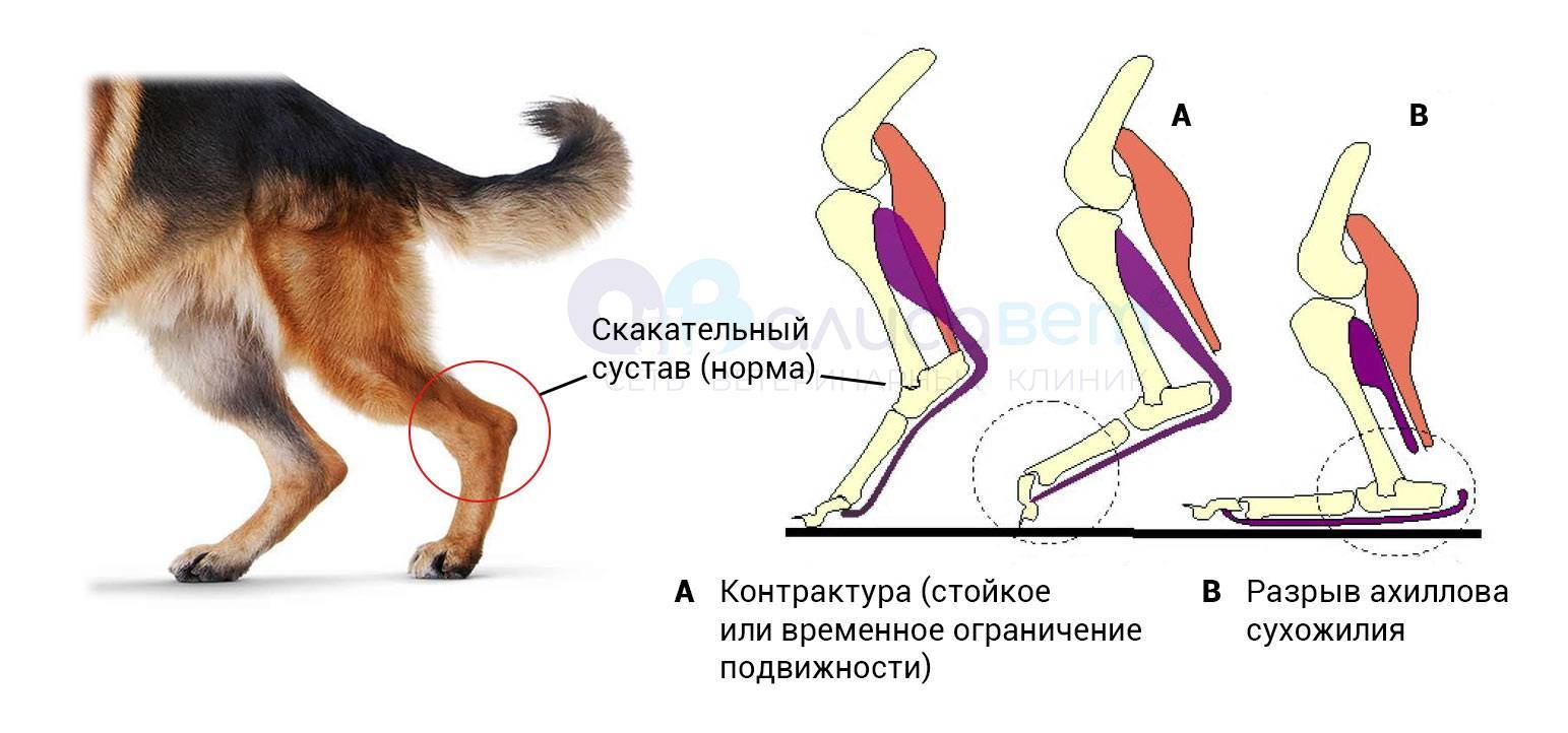 Перелом передних и задних лап у собак: симптомы, лечение что делать