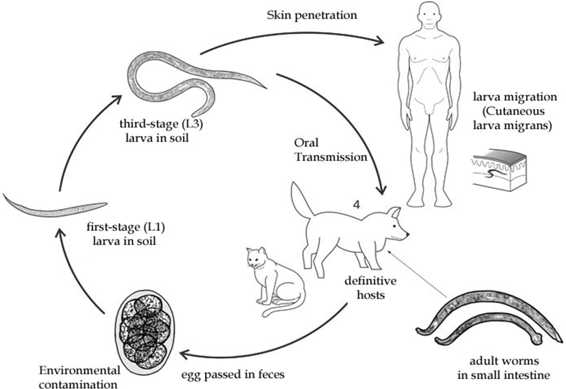 Анкилостомоз у кошек: цикл развития, встречаемость, симптомы, диагностика и варианты лечения | мир кота