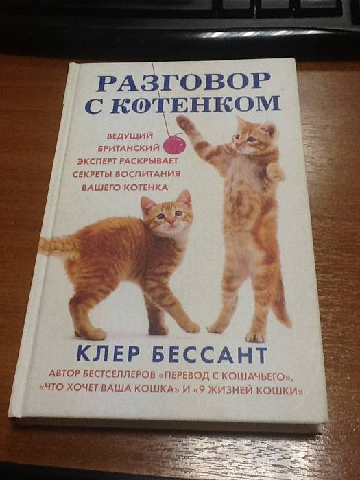 Как воспитывать котенка? | хиллс