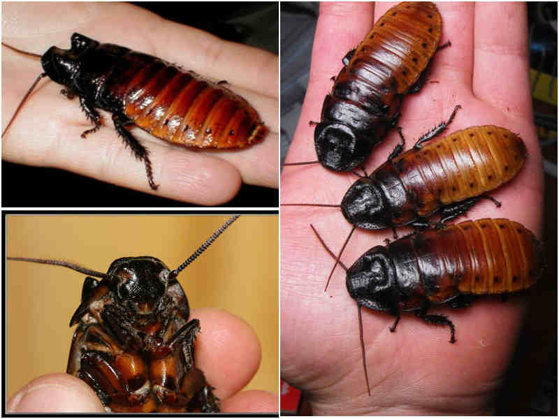 Какашки тараканов: как выглядят, размер, фото и т.д.
