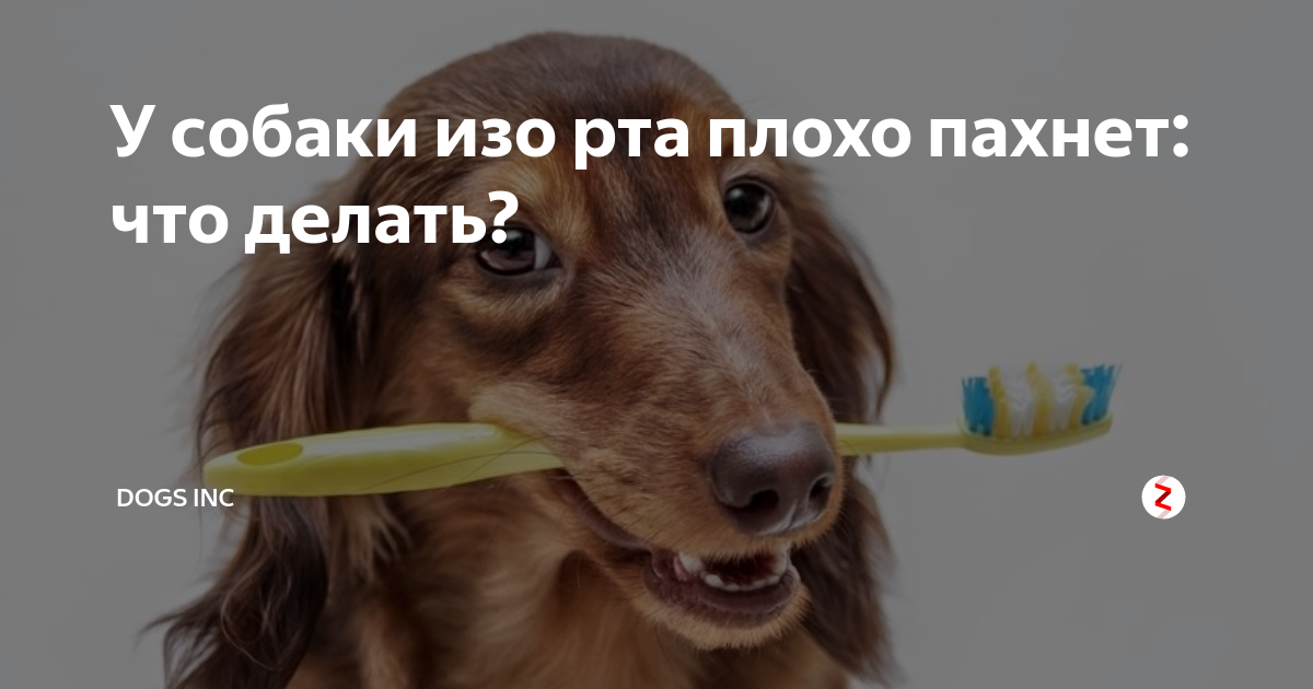 Почему у собаки воняет рот. Причина плохого запаха изо рта собаки.