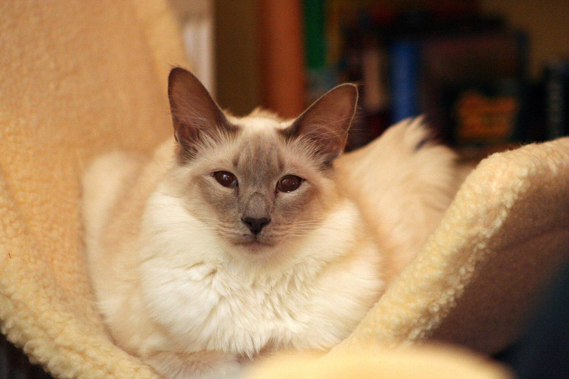 Балинезийская кошка: описание породы
