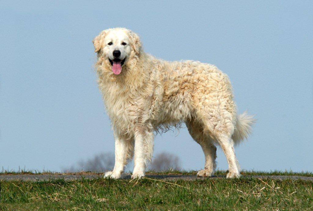 Венгерский кувас - описание породы и характер собаки