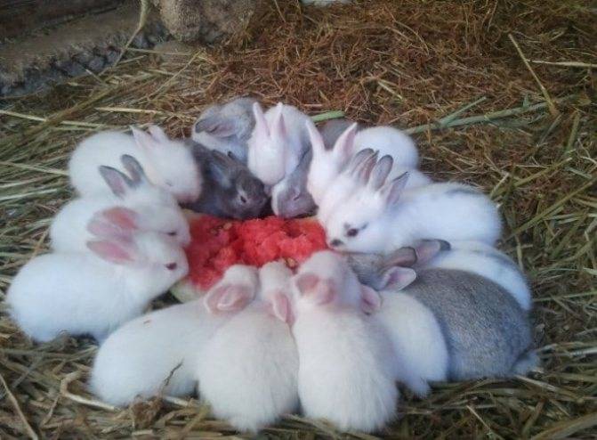 Можно ли кроликам арбузные корки