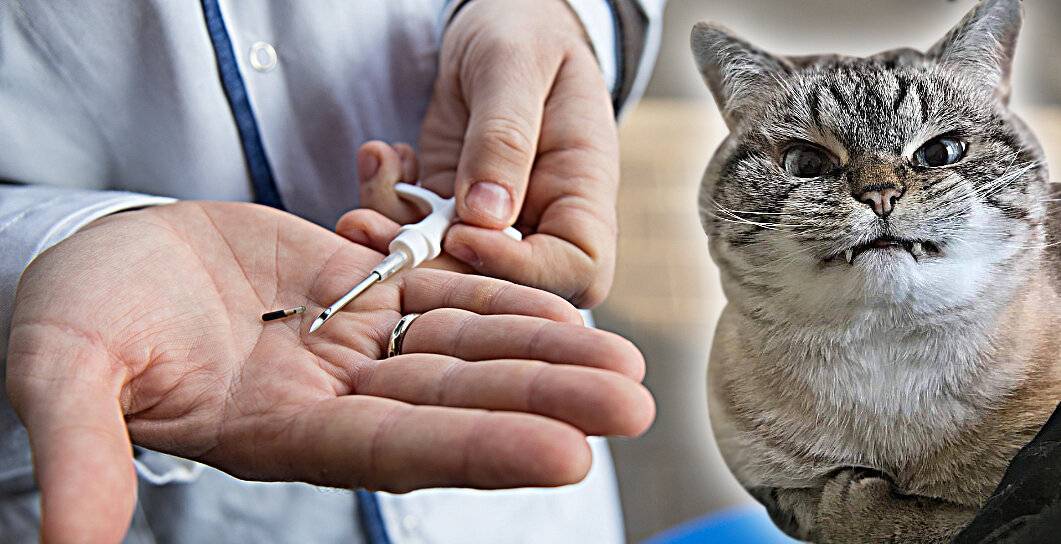 Чипирование кошек: нужна ли процедура для питомца