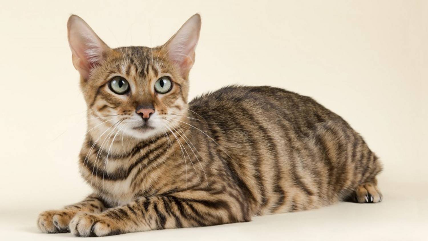 Порода кошек тойгер: особенности, фото и содержание