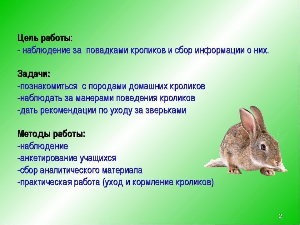 Продолжительность жизни кроликов
