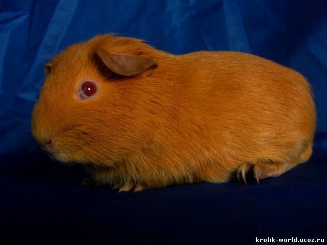 Ангорская морская свинка: описание и фото породы [новое исследование]