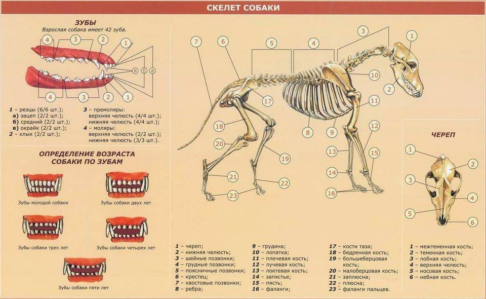 Анатомия собаки скелет животного и строение его внутренних органов
