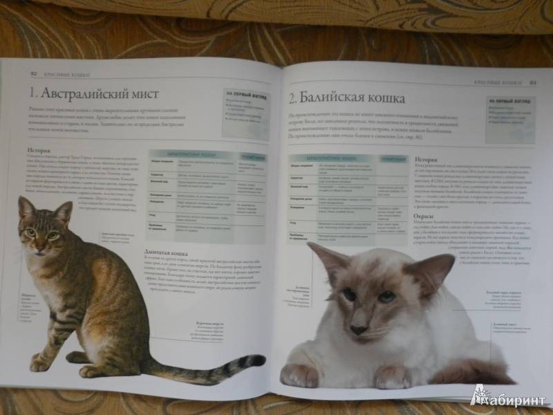 Австралийская дымчатая кошка: фото и описание породы (характер, уход и кормление)