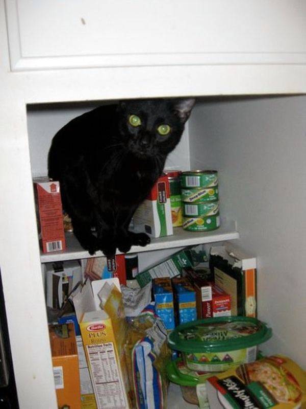 Почему кошки любят коробки и пакеты – pet-mir.ru
