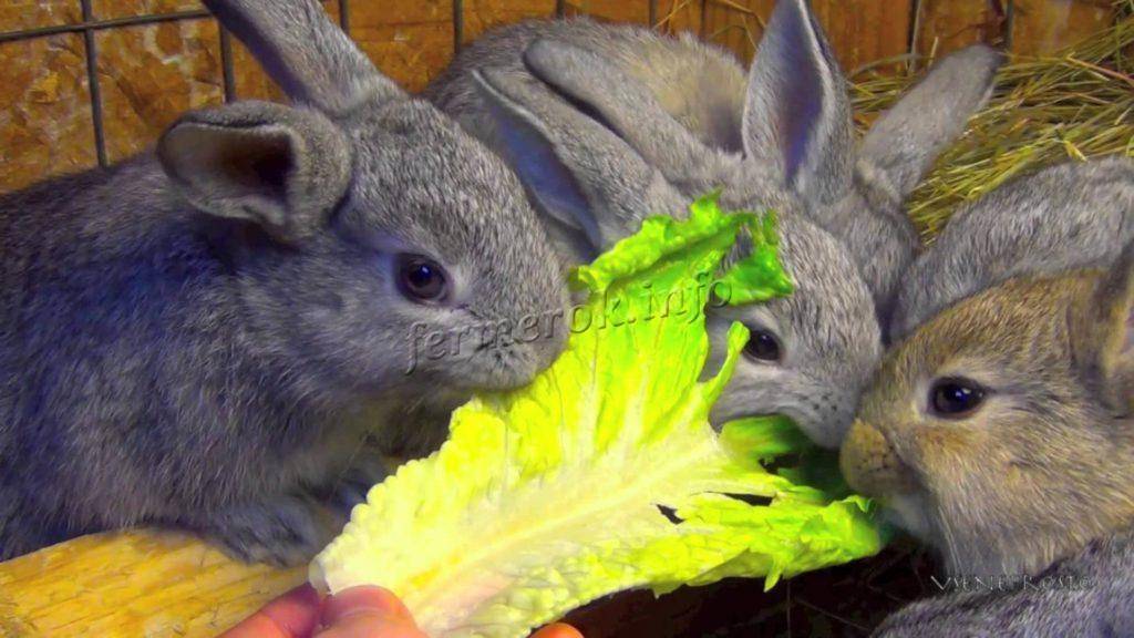 Можно ли кормить кроликов капустой и в каком количестве