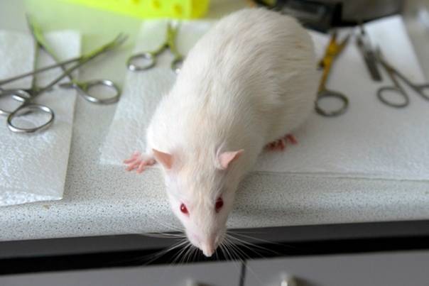 Часто задаваемые вопросы по болезням декоративных крыс.