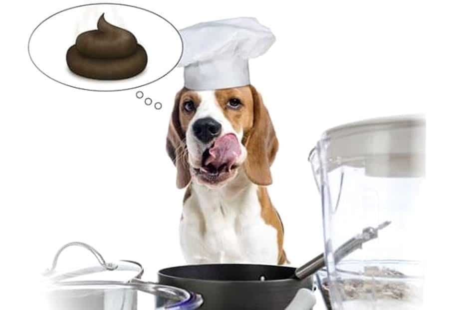 Копрофагия у четвероногих: почему собака ест кал
