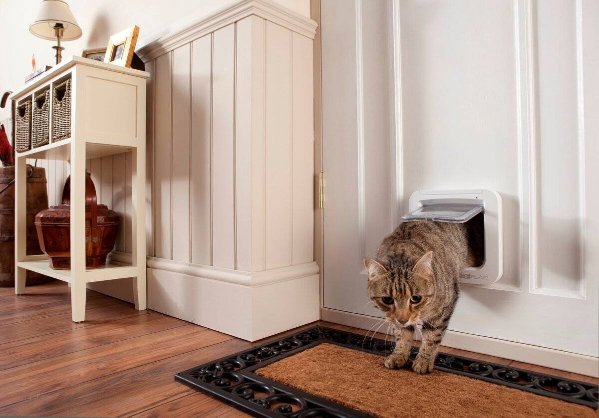 Дверца для кошек в дверь: отверстие-лаз для домашних животных