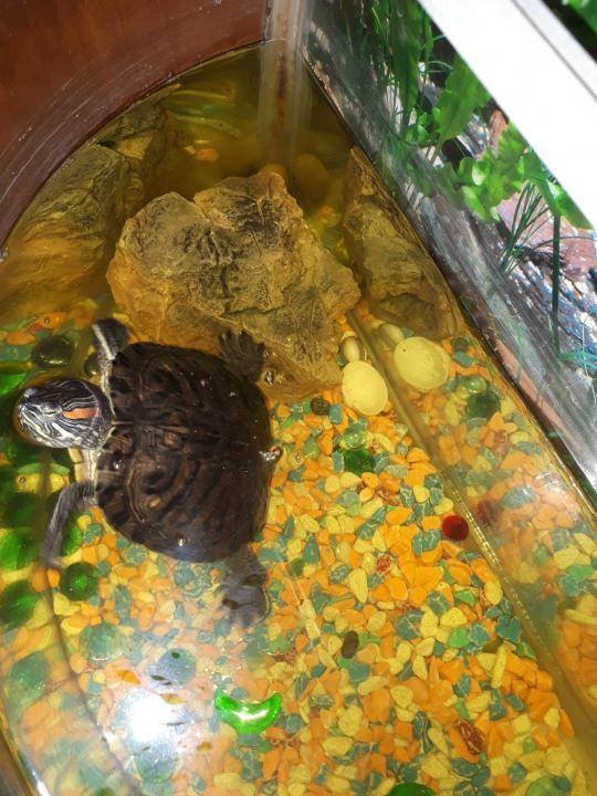 Тимпания желудка у водных черепах - все о черепахах и для черепах, лечение и симптомы, фото и снимки лечения тимпании