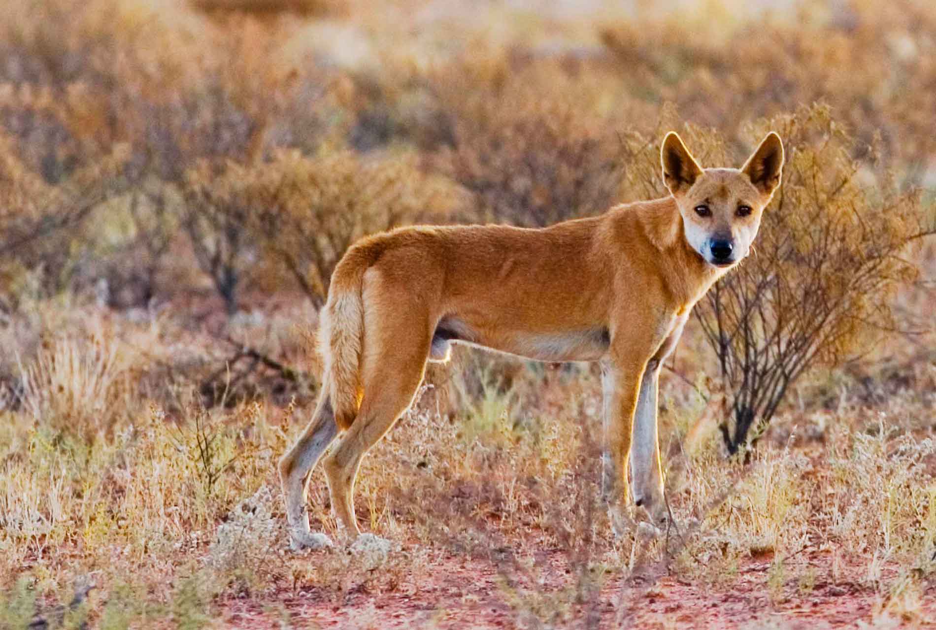 Австралийская собака динго: интересные факты | ваши питомцы
