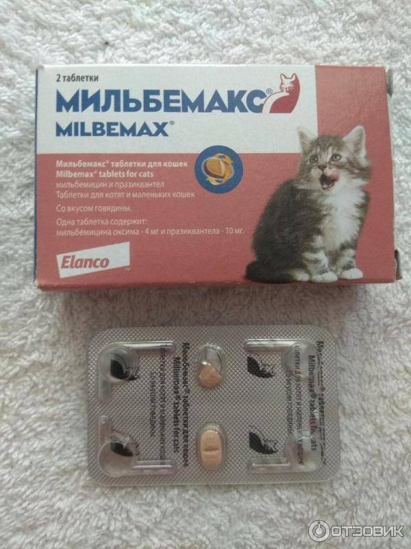 Инструкция по применению мильбемакса для кошек: состав и формы выпуска, показания, аналоги и отзывы ветеринаров