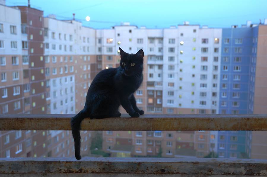 Кошка выпала из окна — что делать? как помочь животному
