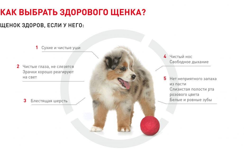 Как выбрать собаку по характеру? какую породу собак выбрать для дома и квартиры? | hill's pet