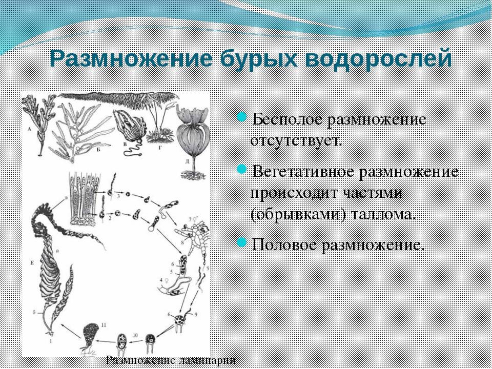 Питание размножение. Способы размножения бурых водорослей кратко. Размножение бурых водорослей. Размножение бурой водоросли. Размножение бурых водорослей кратко.