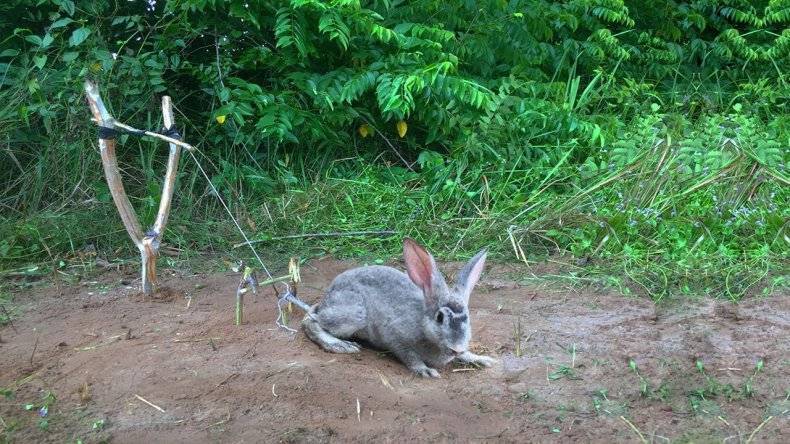 Как поймать кролика: лучшие способы и инструкции по изготовлению ловушек