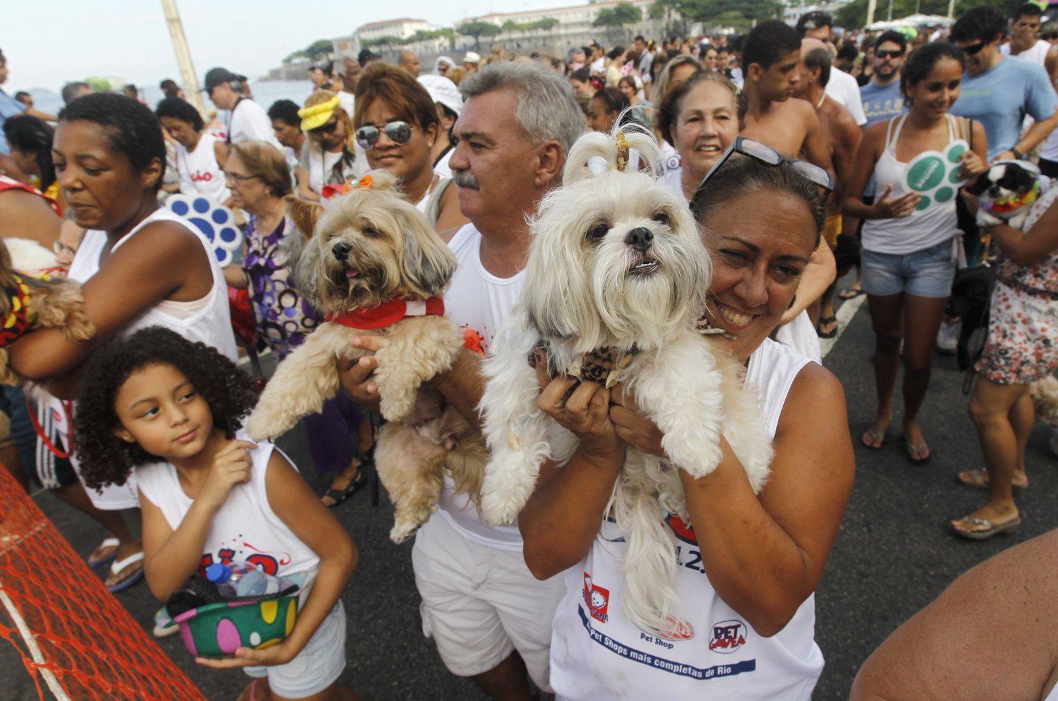 Карнавал для собак в Рио