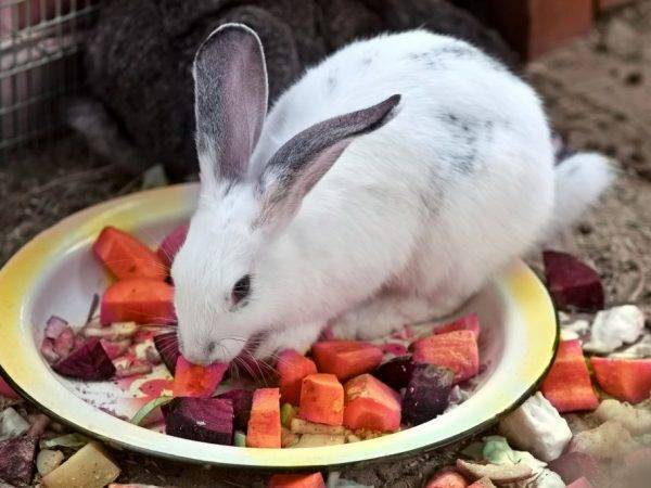 Чем кормить кроликов в домашних условиях: что можно и нельзя
