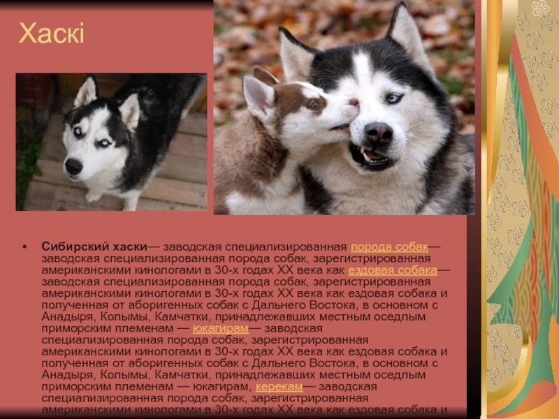 Сибирский хаски — собаки лишенные агрессии, но не ума ⋆ собакапедия